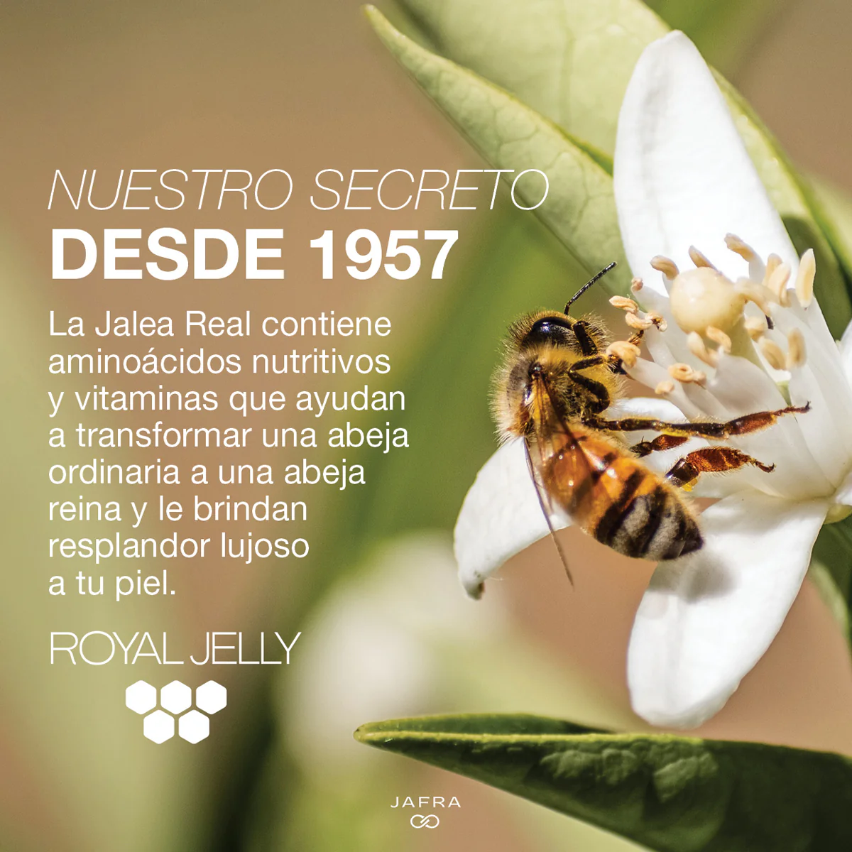 Royal Jelly Classic Bundle - Image 3